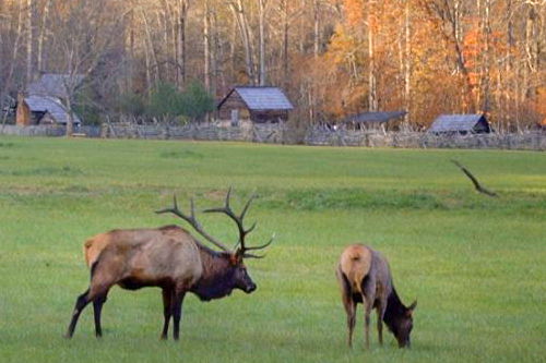 EugeneS-elk-pair-grazing Elk Pair Grazing