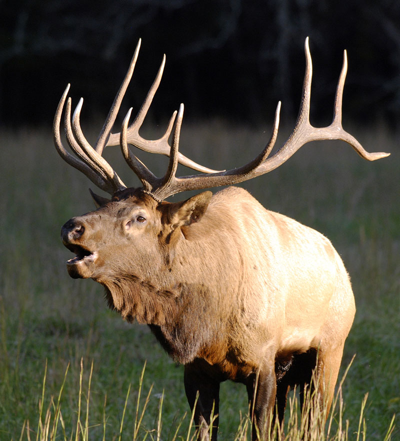 Elk-bugling-sstk Bull elk bugling during rut