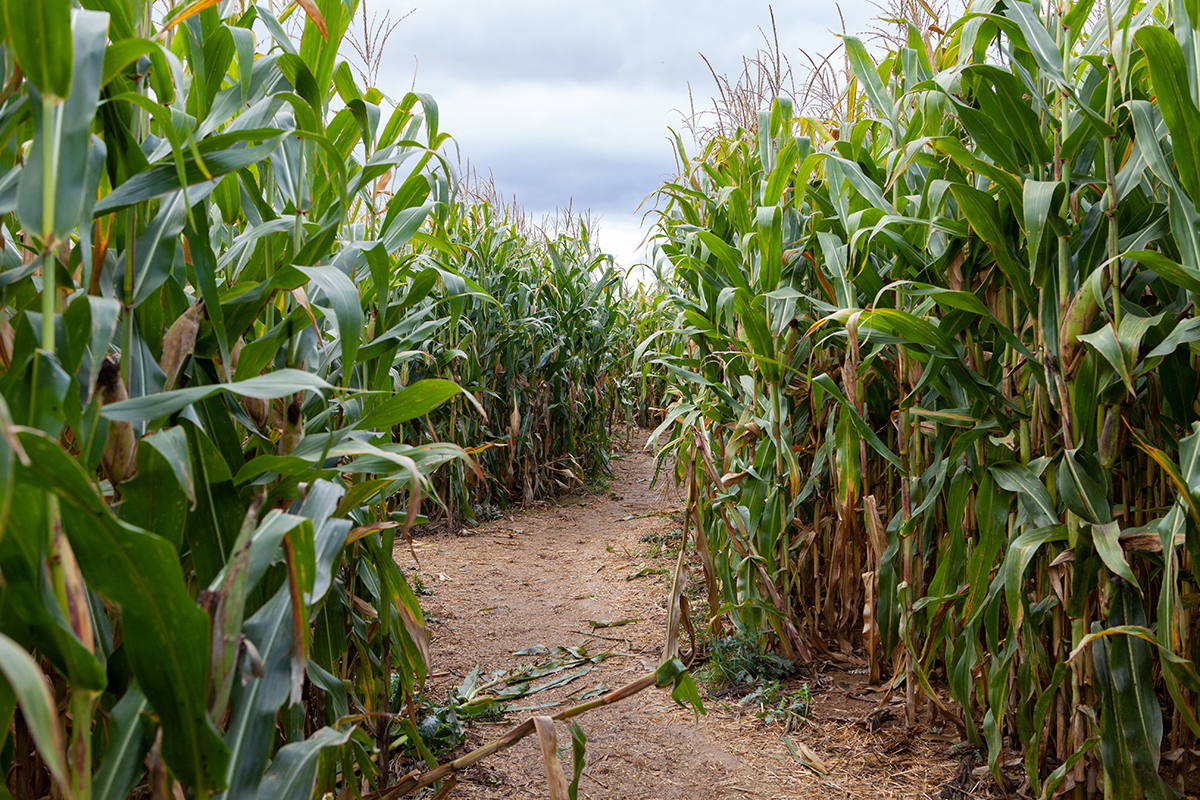 Maze,,Labyrinth,In,Green,Autumn,Corn,Field