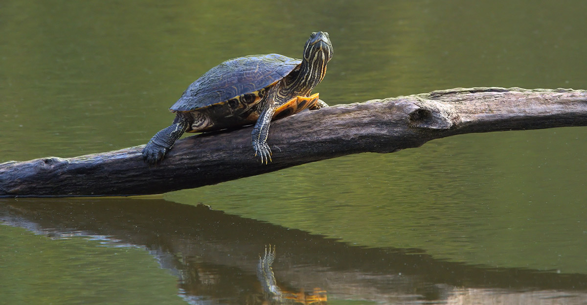 Eastern,Box,Turtle,Atop,A,Branch,Stretching,Over,A,Pond. Eastern Box Turtle